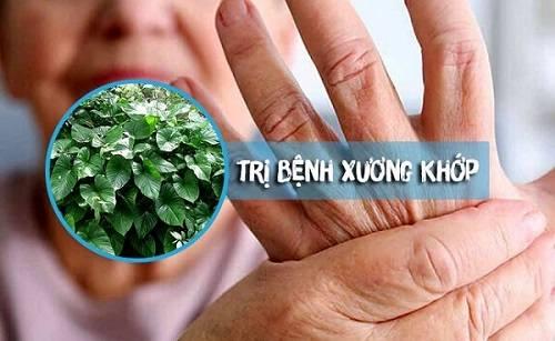 Tác dụng của thiên niên kiện Tác dụng của thiên niên kiện