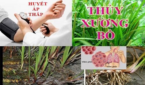 Tác dụng của thủy xương bồ