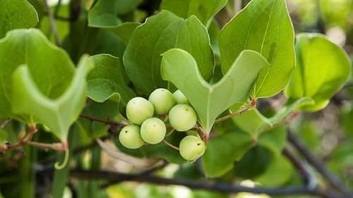 Tỳ giải là gì? Tỳ giải là gì?