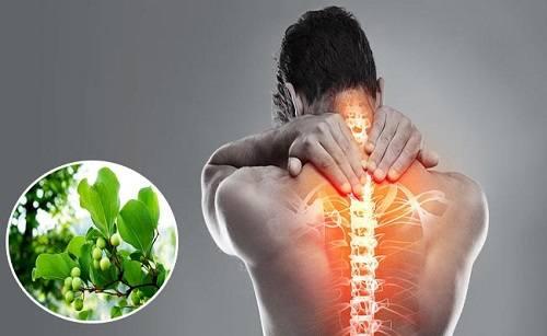 Tác dụng của tỳ giải Tác dụng của tỳ giải