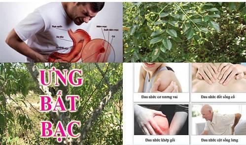 Cách sử dụng ưng bất bạc