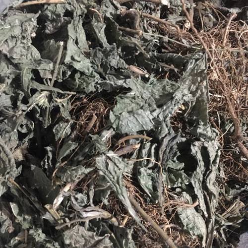 Mua cây chỉ thiên ở đâu? Mua cây chỉ thiên ở đâu?