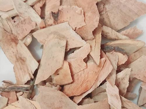 Mua cây muối ở đâu? Mua cây muối ở đâu?