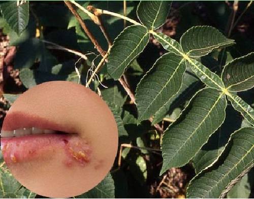 Tác dụng của cây muối Tác dụng của cây muối