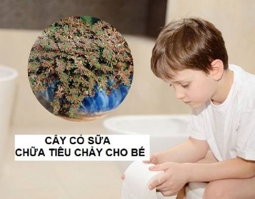 Tác dụng của cỏ sữa 