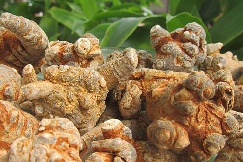 Củ tam thất bắc là gì? Củ tam thất bắc là gì?