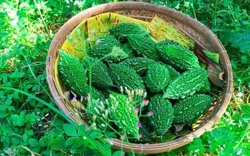 Khổ qua rừng là gì?