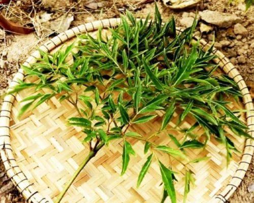 Tác dụng của lá đinh lăng Tác dụng của lá đinh lăng