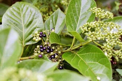 Lá vọng cách là gì? Lá vọng cách là gì?