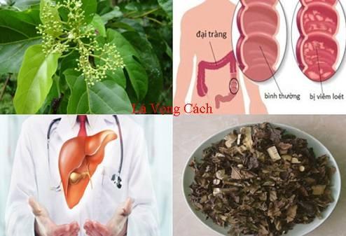 Tác dụng của lá vọng cách Tác dụng của lá vọng cách