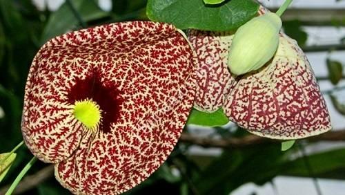 Mộc hương nam là gì? Mộc hương nam là gì?