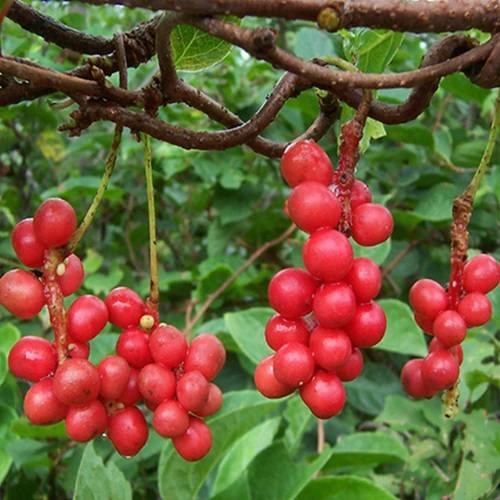 Ngũ vị tử là gì? Ngũ vị tử là gì?