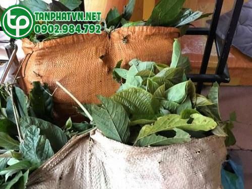 Bài thuốc tắm người Dao đỏ