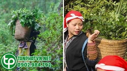 Bài thuốc tắm người Dao đỏ 
