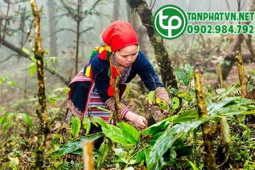 Thuốc tắm người Dao đỏ