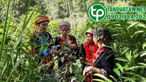 Bài thuốc tắm của người Dao đỏ 