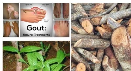 Các bài thuốc trị bệnh gout