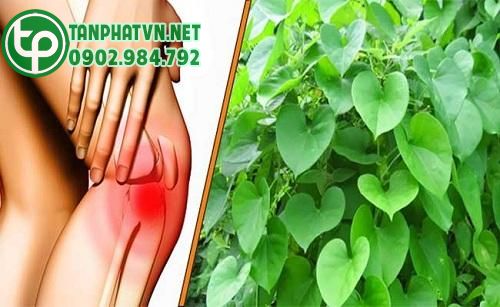 Cây chìa vôi điều trị đau nhức xương khớp