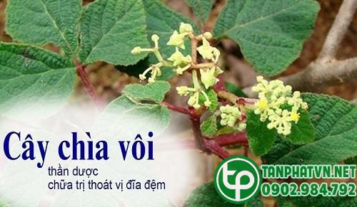 Công dụng của chìa vôi