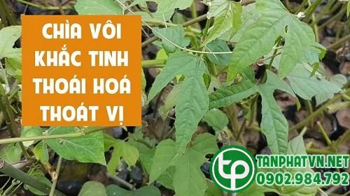 Công dụng của chìa vôi