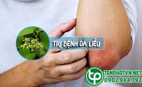 Cây chìa vôi điều trị các bệnh ngoài da