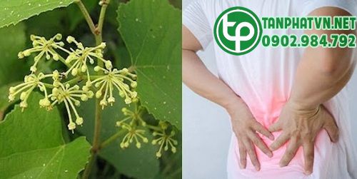 Cây chìa vôi hỗ trợ trị đau cột sống