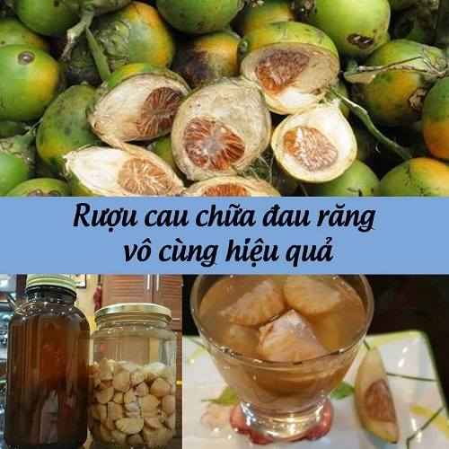 Các bài thuốc từ hạt cau hỗ trợ trị bệnh 