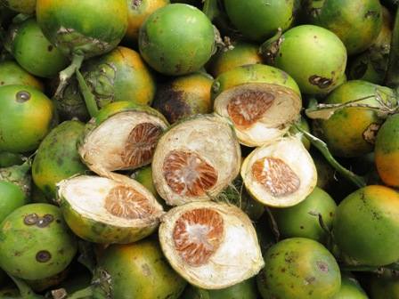 Hạt cau tươi Hạt cau tươi
