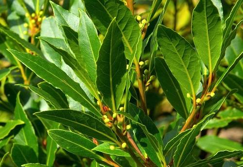 Giới thiệu về lá nguyệt quế 