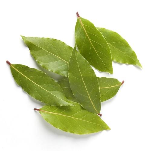 Đặc điểm của lá nguyệt quế Đặc điểm của lá nguyệt quế