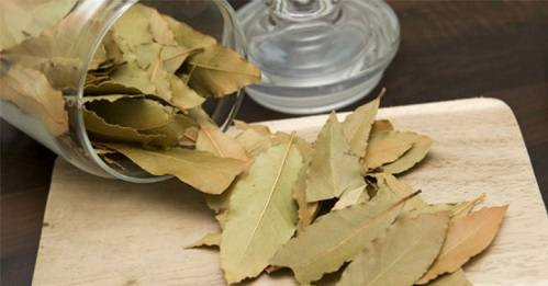 Địa chỉ bán lá nguyệt quế chất lượng tại Hà Nội Địa chỉ bán lá nguyệt quế chất lượng tại Hà Nội