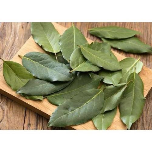Đặc điểm chung của lá nguyệt quế Đặc điểm chung của lá nguyệt quế