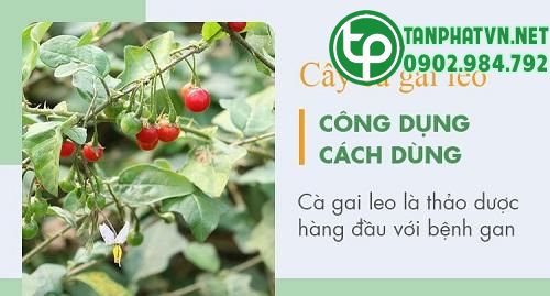 Công dụng của rễ cà gai leo