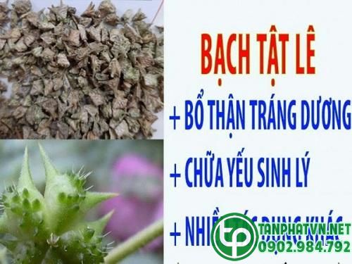 Công dụng của bạch tật lê