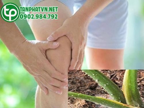 Cây mướp gai điều trị đau nhức xương khớp