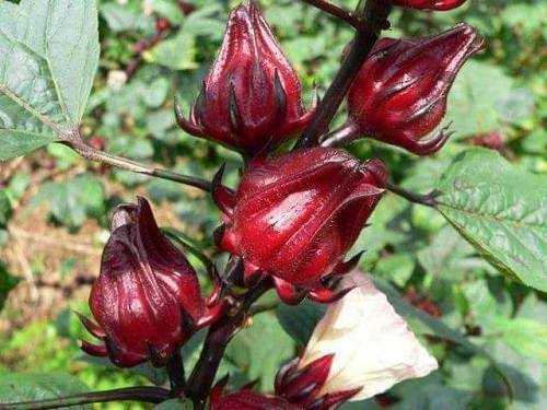 Chi tiết về hoa atiso đỏ 