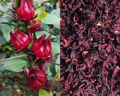 Thông tin về hoa atiso đỏ Thông tin về hoa atiso đỏ
