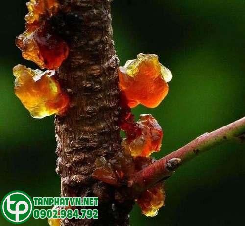 Nhựa đào