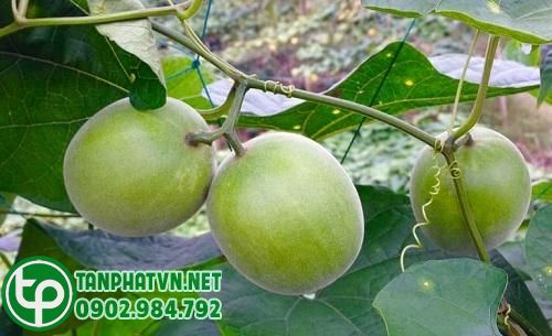Quả la hán