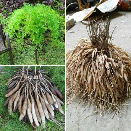 Thiên môn đông là gì?