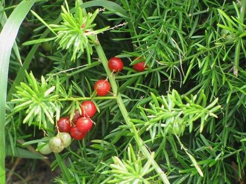 Thiên môn đông là gì?