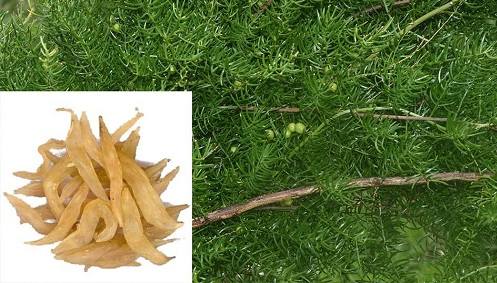 Thiên môn đông có đặc điểm gì? Thiên môn đông có đặc điểm gì?
