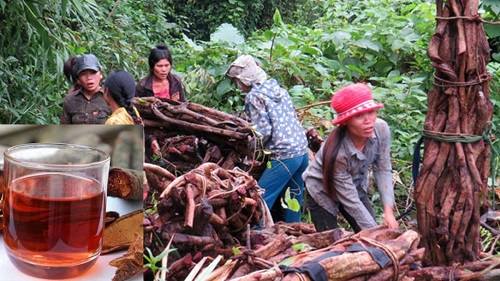 Địa chỉ bán cây tơm trơng chất lượng tại Ninh Thuận