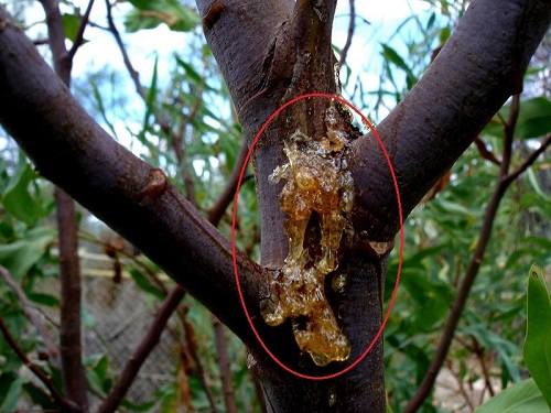 Tuyết yến trên cây Tuyết yến trên cây