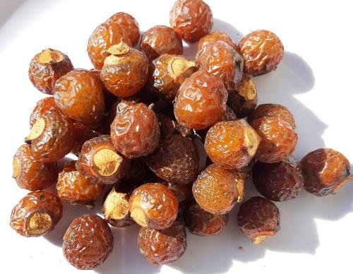 Địa chỉ bán bồ hòn tại TP.HCM ở đâu ?