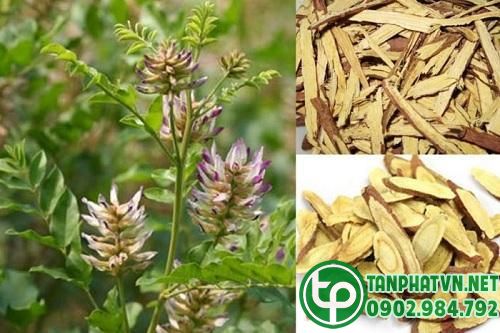 Cam thảo khô trong trị bệnh