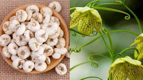 Bối mẫu Bối mẫu