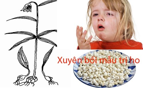 Tác dụng của bối mẫu đối với sức khỏe Tác dụng của bối mẫu đối với sức khỏe