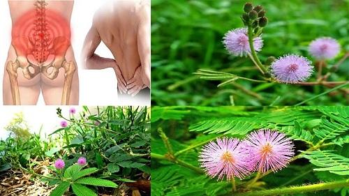 Trị bệnh từ cây xấu hổ