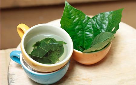 Bài thuốc từ lá lốt
